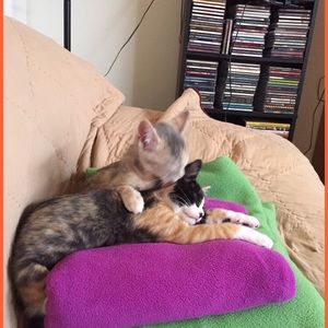 ♥️ my fur family ♥️